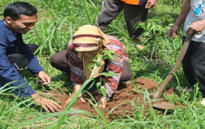 Penanaman 1000 Pohon