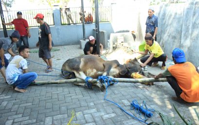 STIE PGRI DEWANTARA JOMBANG BERBAGI QURBAN DI HARI RAYA IDUL ADHA 1439 H