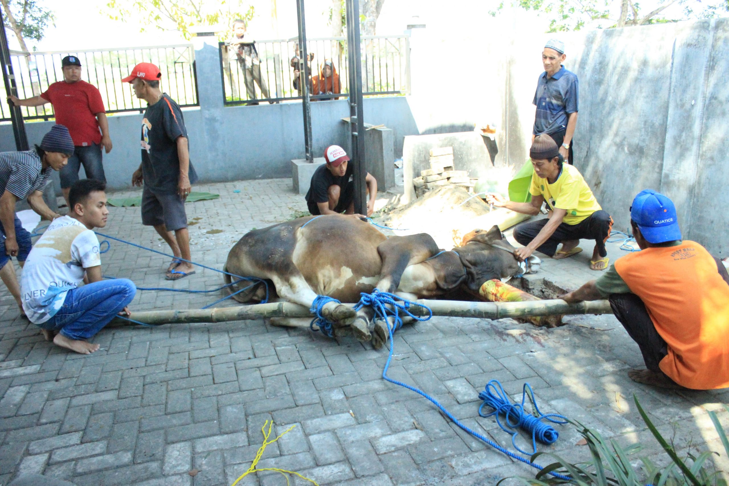 STIE PGRI DEWANTARA JOMBANG BERBAGI QURBAN DI HARI RAYA IDUL ADHA 1439 H